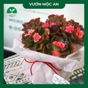 sen-da-hong-tam-vuon-moc-an