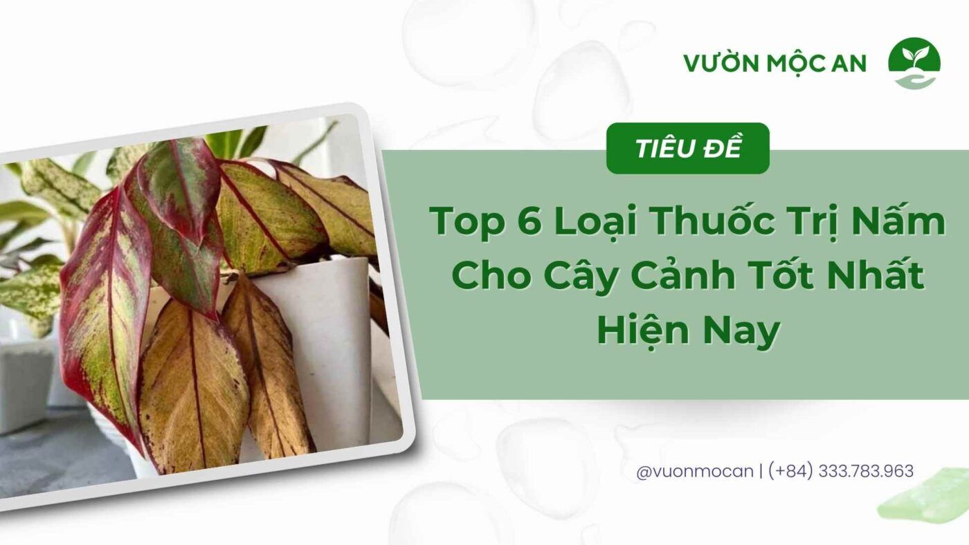 Thuốc trị nấm cho cây cảnh